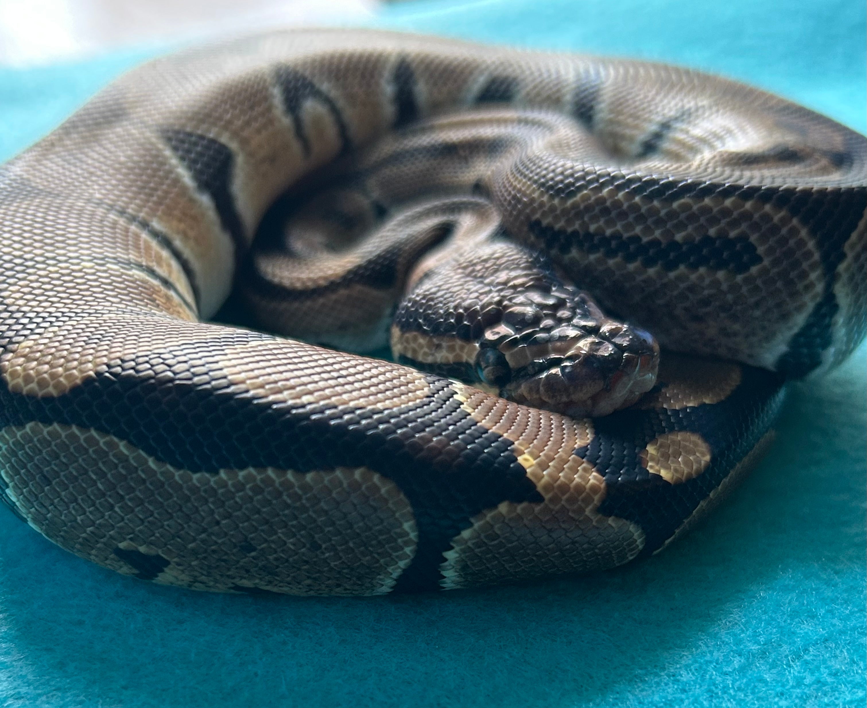 Coiled Ball python snake on a blue background